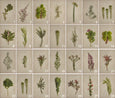 Fynbos Garden - 2x Large Art prints, set 3