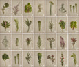 Fynbos Garden - 2x Large Art prints, set 2