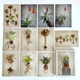 Postcard Collections - Succulents & Aloes