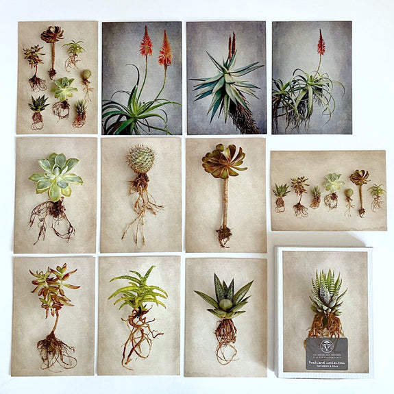 succulent postcards Postcard Collections