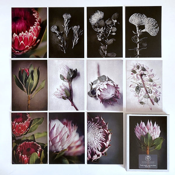 Postcard Collections - Protea Mix