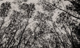 Mono Ferns&Trees - 2x Large Art prints
