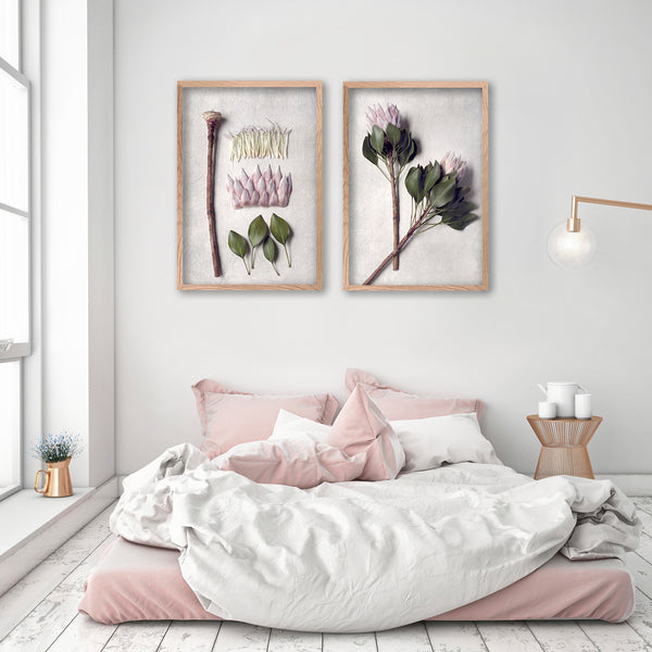 Protea Anatomy - 2x Large Art Prints, set 3