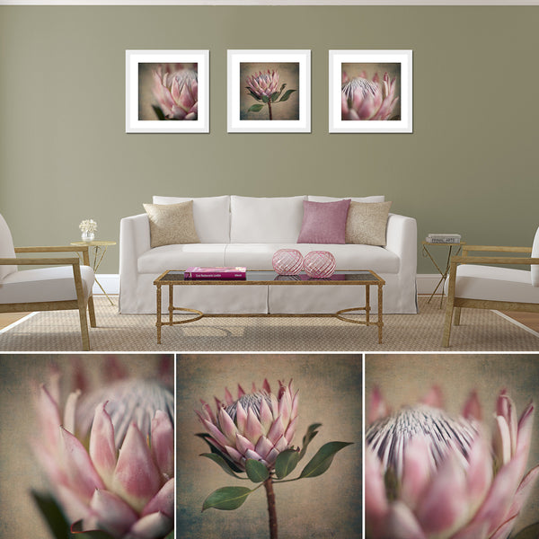Protea Still - 3x Square Art prints, set 2