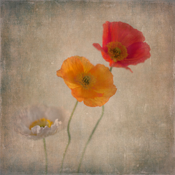 Poppies - 1x 30x30cm Art Print, Unframed - ON SALE