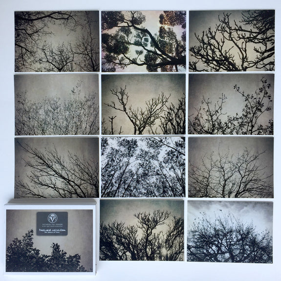 Postcard Collections - The Silence of Trees